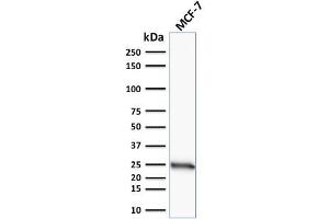 Image no. 1 for anti-B-Cell CLL/lymphoma 2 (BCL2) (AA 41-54) antibody (ABIN6940492)