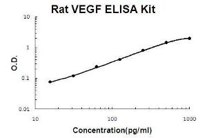 Image no. 1 for Vascular Endothelial Growth Factor (VEGF) ELISA Kit (ABIN411370)