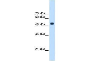 Image no. 1 for anti-tRNA Methyltransferase 2 Homolog B (TRMT2B) (Middle Region) antibody (ABIN629778)