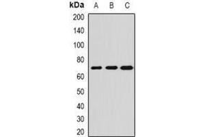 Image no. 1 for anti-Alkaline Phosphatase, Placental-Like 2 (ALPPL2) (full length) antibody (ABIN6043158)