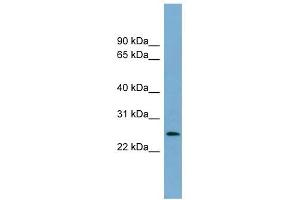anti-Lin-37 Homolog (LIN37) antibody