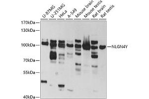 Neuroligin Y antibody  (AA 122-256)