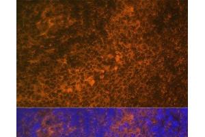 Immunofluorescence analysis of Rat spleen using TNFRSF10A Polyclonal Antibody at dilution of 1:100 (40x lens).