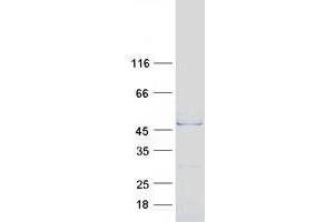 Image no. 1 for Actin-Like 7b (Actl7b) protein (Myc-DYKDDDDK Tag) (ABIN2714372)