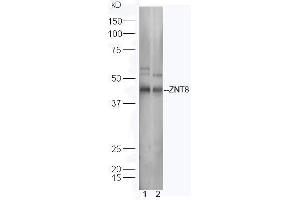 Image no. 1 for anti-Solute Carrier Family 30 (Zinc Transporter), Member 8 (SLC30A8) (AA 101-200) antibody (ABIN1714639)