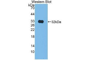 Image no. 1 for anti-Kallikrein 9 (KLK9) (AA 1-250) antibody (ABIN1868887)