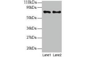 TAX1BP3 antibody  (AA 1-124)