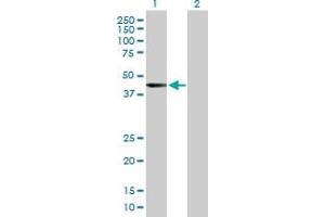 Western Blot analysis of RRAGB expression in transfected 293T cell line by RRAGB MaxPab polyclonal antibody.