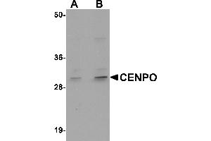 Image no. 2 for anti-Centromere Protein O (CENPO) (Middle Region) antibody (ABIN1030905)