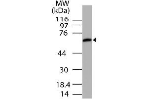 Image no. 1 for anti-Unc-93 Homolog B1 (UNC93B1) (AA 300-597) antibody (ABIN5027623)