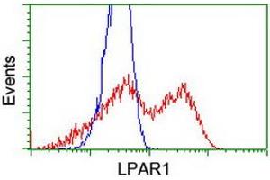 Image no. 1 for anti-Lysophosphatidic Acid Receptor 1 (LPAR1) antibody (ABIN1499191)
