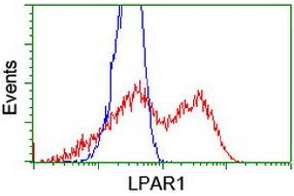 anti-Lysophosphatidic Acid Receptor 1 (LPAR1) antibody
