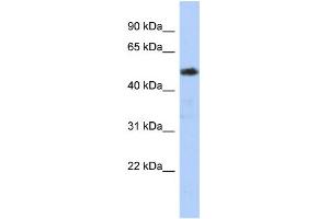 Image no. 1 for anti-Zinc Finger and SCAN Domain Containing 25 (ZSCAN25) (N-Term) antibody (ABIN2778475)