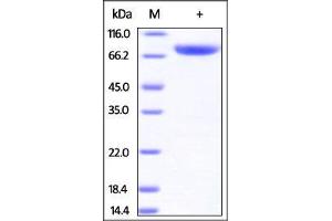 Image no. 2 for CD4 (CD4) (AA 26-390) (Active) protein (Fc Tag) (ABIN2180784)