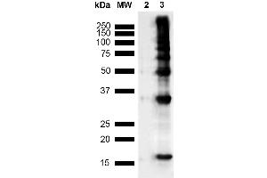 Western Blot analysis of Human Recombinant Protein showing detection of Multiple Bands Nitrotyrosine protein using Mouse Anti-Nitrotyrosine Monoclonal Antibody, Clone 39B6 (ABIN361657 and ABIN361658).