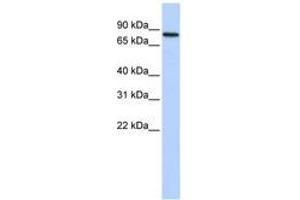 Image no. 1 for anti-Adenosine Deaminase, RNA-Specific, B2 (ADARB2) (AA 612-661) antibody (ABIN6740701)