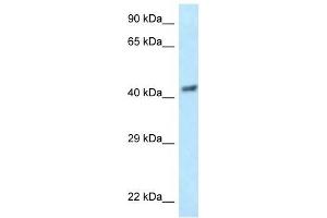 Image no. 1 for anti-Eukaryotic Translation Initiation Factor 3 Subunit F (EIF3F) (N-Term) antibody (ABIN926825)