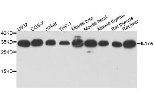 Image no. 1 for anti-Interleukin 17A (IL17A) antibody (ABIN3021082)