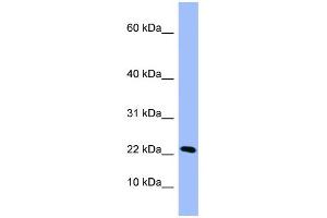 anti-Peptidyl Prolyl Cis/Trans Isomerase NIMA Interacting 4 Protein (PIN4) (Middle Region) antibody