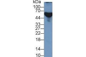 APOH antibody  (AA 22-345)