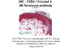 Image no. 2 for anti-Frizzled Family Receptor 3 (FZD3) (Extracellular Domain), (N-Term) antibody (ABIN1734499)