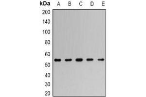 Image no. 3 for anti-TNF Receptor-Associated Factor 2 (TRAF2) (full length) antibody (ABIN6006198)