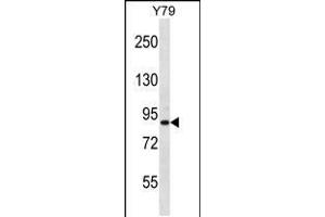Image no. 1 for anti-THO Complex 1 (THOC1) (AA 541-570), (C-Term) antibody (ABIN5531970)