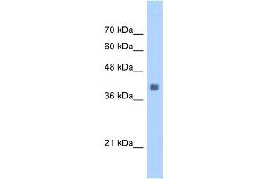 Image no. 1 for anti-Aldolase A, Fructose-Bisphosphate (ALDOA) (N-Term) antibody (ABIN2783231)