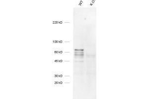 dilution: 1 : 1000 (ECL detection) ,sample: mouse WT and K.