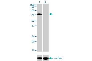 Image no. 3 for anti-A Kinase (PRKA) Anchor Protein 10 (AKAP10) (AA 1-100) antibody (ABIN564879)