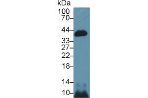 Image no. 2 for anti-Caspase 14, Apoptosis-Related Cysteine Peptidase (CASP14) (AA 17-248) antibody (ABIN1858238)
