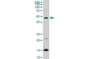 Image no. 1 for anti-Pre-B-Cell Leukemia Transcription Factor 3 (PBX3) (AA 342-434) antibody (ABIN518651)