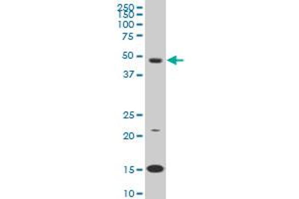 PBX3 anticorps  (AA 342-434)