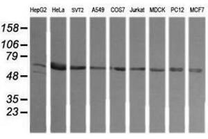 Image no. 2 for anti-TAP Binding Protein-Like (TAPBPL) antibody (ABIN1501299)