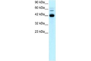 Image no. 4 for anti-Early Growth Response 1 (EGR1) (N-Term) antibody (ABIN2779517)