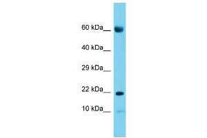 anti-Cornichon Homolog 2 (CNIH2) (N-Term) antibody