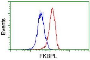 Image no. 3 for anti-FK506 Binding Protein Like (FKBPL) antibody (ABIN2721222)