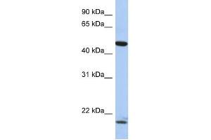 Image no. 1 for anti-Pleiomorphic Adenoma Gene-Like 1 (PLAGL1) (N-Term) antibody (ABIN926856)