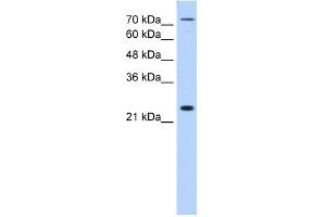 Image no. 1 for anti-Claudin 2 (CLDN2) (N-Term) antibody (ABIN2775603)