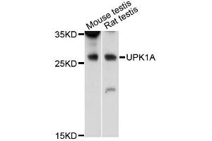 Image no. 1 for anti-Uroplakin 1a (UPK1A) antibody (ABIN6291372)