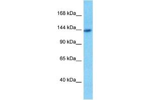 Image no. 4 for anti-Phosphoribosylformylglycinamidine Synthase (PFAS) (N-Term) antibody (ABIN2782529)