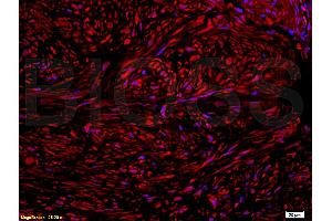 NRF2 antibody  (pSer40)