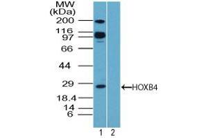Image no. 1 for anti-Homeobox B4 (HOXB4) (AA 100-150) antibody (ABIN960213)