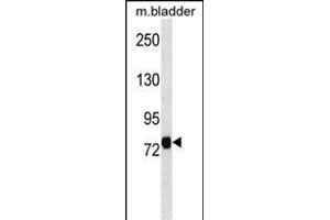 LRRC4C Antibody (Center) (ABIN1538298 and ABIN2849978) western blot analysis in mouse bladder tissue lysates (35 μg/lane).