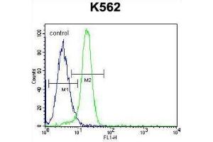 Image no. 3 for anti-Nemo-Like Kinase (NLK) (Thr286) antibody (ABIN3003279)