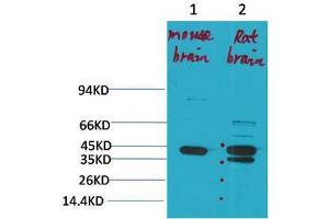 Image no. 2 for anti-Potassium Channel, Subfamily K, Member 9 (KCNK9) antibody (ABIN3181682)