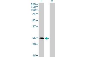 Western Blot analysis of SSX3 expression in transfected 293T cell line by SSX3 MaxPab polyclonal antibody.