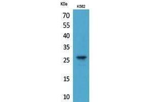 Image no. 1 for anti-Fibroblast Growth Factor 8 (Androgen-Induced) (FGF8) (Internal Region) antibody (ABIN3187935)