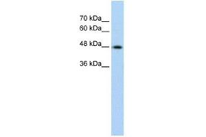 Image no. 2 for anti-Keratin 17 (KRT17) (C-Term) antibody (ABIN631802)