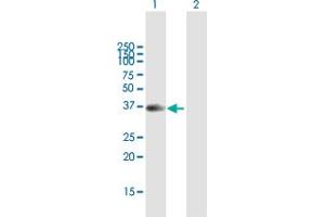 Western Blot analysis of SFTPB expression in transfected 293T cell line by SFTPB MaxPab polyclonal antibody.